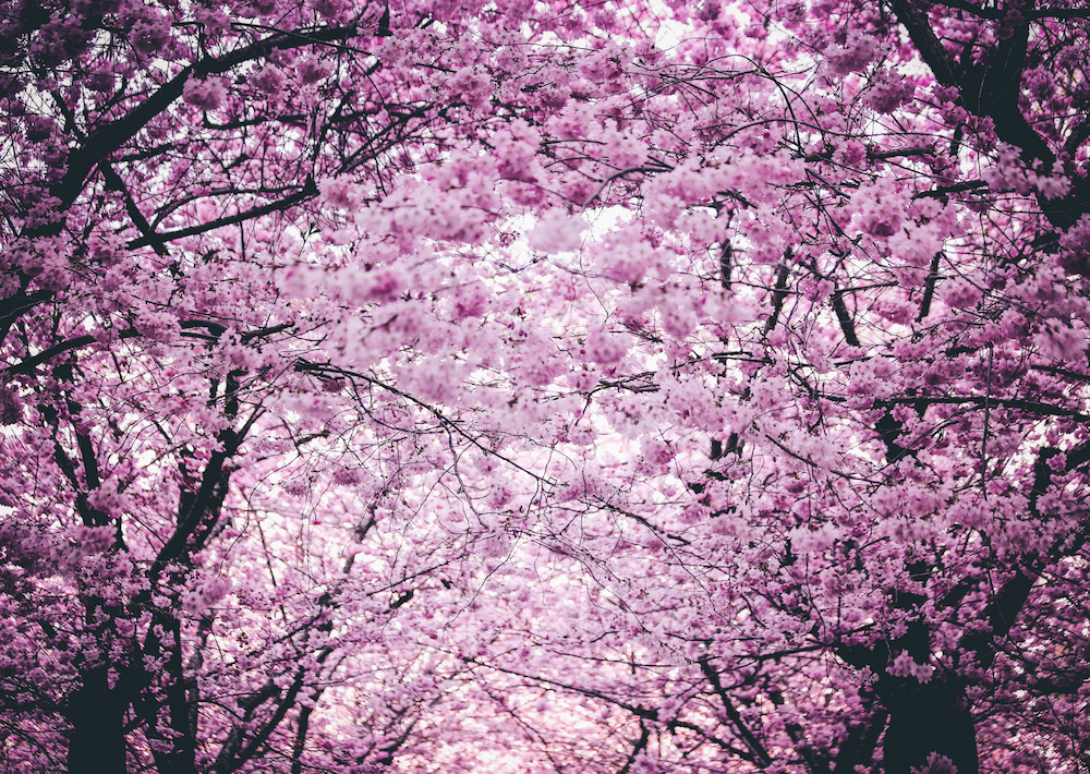 Japan with the Cherry Blossoms (Sakura)