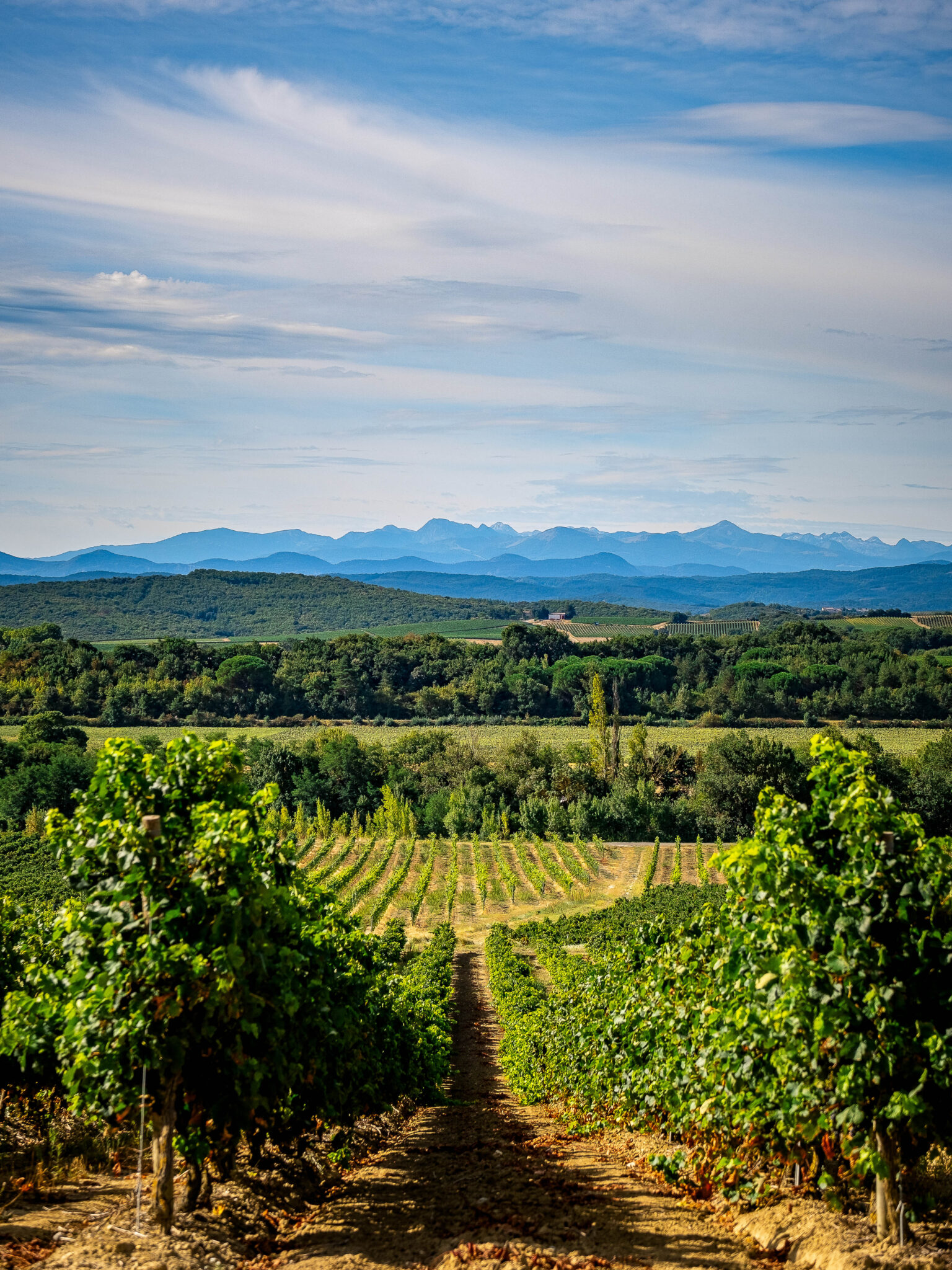 Domain Gayda vineyard in the Languedoc region of France