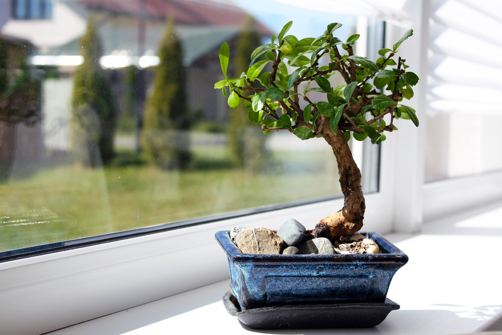 bonsai tree zen interior design